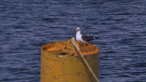 Seagull on Bouy Stock Footage 102904759