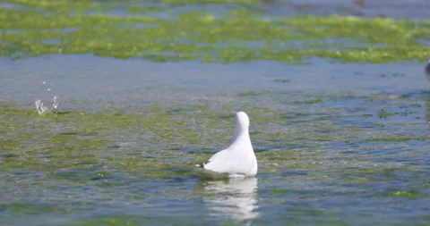 Seagull bracing for impact with wave in shallow water and seaweed beds. Penguin  Stock Footage 140917124