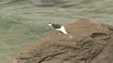 Seagull breaks open a shell on rocks Stock Footage 950190