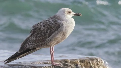 Seagull on breakwater Stock Footage 56032313