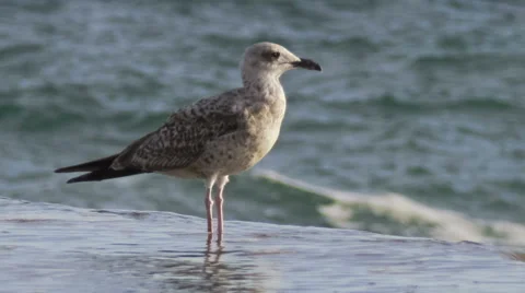 Seagull on the breakwater Stock Footage 56033785