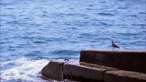 Seagull on the breakwater Stock Footage 77863046