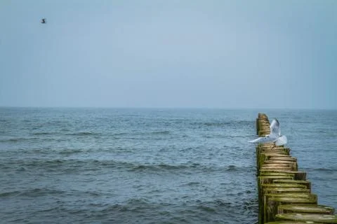 Seagull on Breakwaters Stock Photos