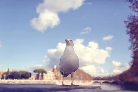 Seagull on a bridge Stock Photos