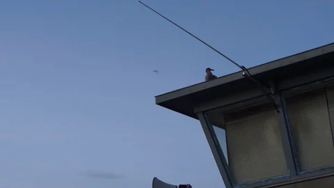 Seagull on Bridge Tower Video stock 127913403