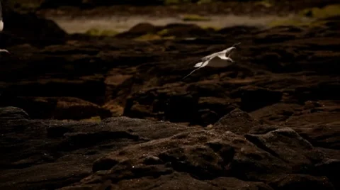 Seagull in brittany Video stock 8621364