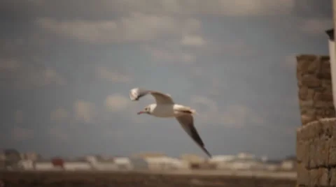 Seagull in brittany Vídeo Stock 8621371