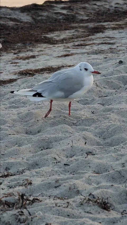 A seagull with a broken leg on the seashore Stock Footage 288201312