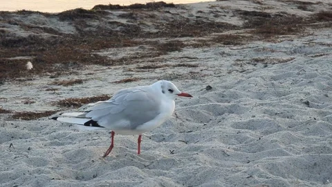 A seagull with a broken leg on the seashore Stock Footage 288201371