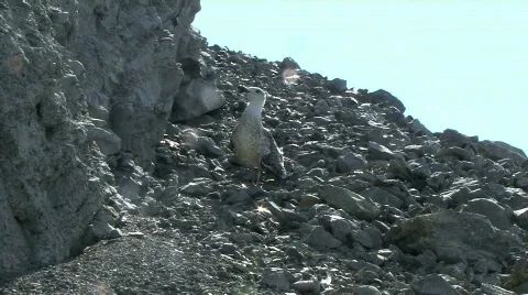 Seagull with broken wing 스톡 동영상 571752