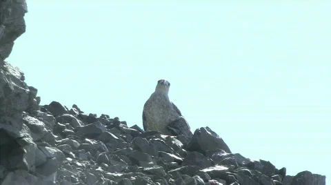 Seagull with broken wing walking 스톡 동영상 571747