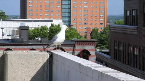 Seagull on Building Stock Footage 774301