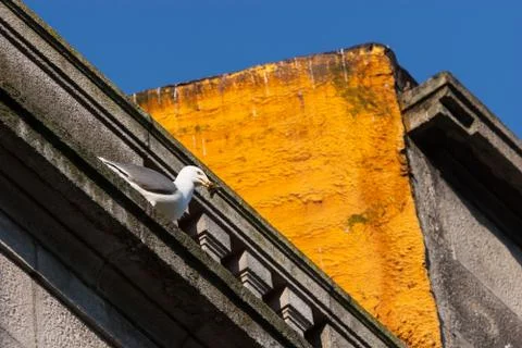 Seagull on building Stock Photos