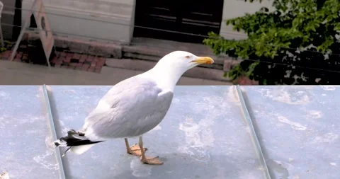 A seagull calling out loud on a cloudy, windy day on a city roof. Bird Conse Stock Footage 339503822