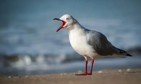 Seagull calling Foto stock