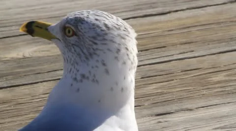 Seagull calls Close Shot Stock Footage 10828096
