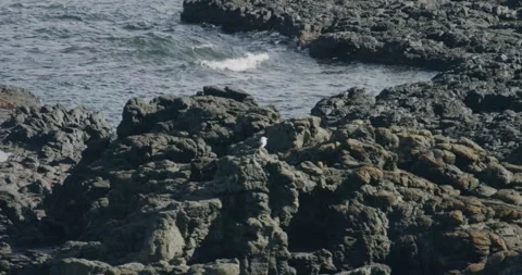 Seagull Camouflage On Rocks Stock Footage 340471633