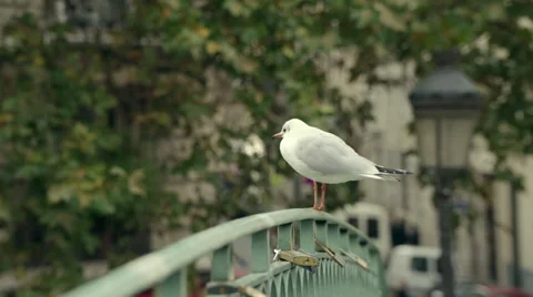 Seagull on canal bridge Stock Footage 68942169