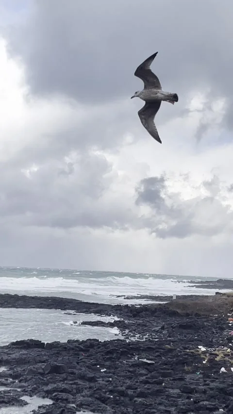 A seagull can't move forward due to strong wind in Jeju island Stock Footage 228011583