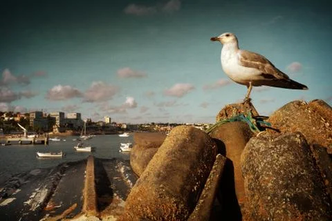 Seagull in Cascais Stock Photos