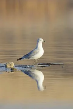 Seagull casting a reflection in calm water. Stock Photos