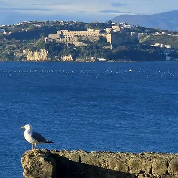 Seagull with Castle View Stock Photos