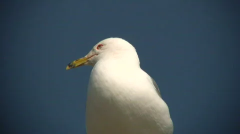 Seagull casually looks around as it rests (High Definition) Video stock 360543
