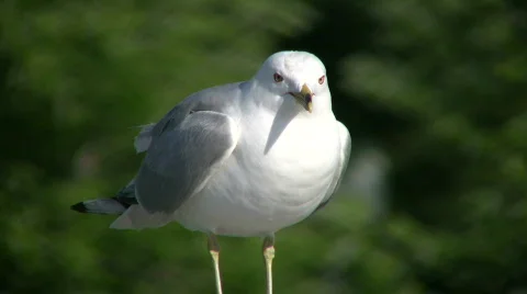 Seagull casually looks around as it rests (High Definition) Stock-Footage 360548