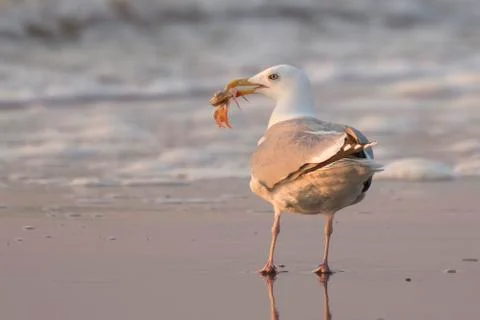Seagull with a catch. Stock Photos