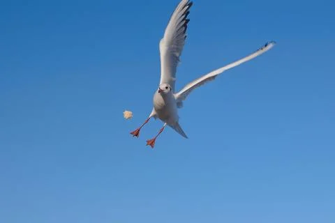 A seagull catches bread thrown to it in flight Stock Photos
