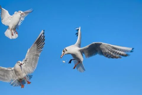 A seagull catches bread thrown to it in flight Stock Photos