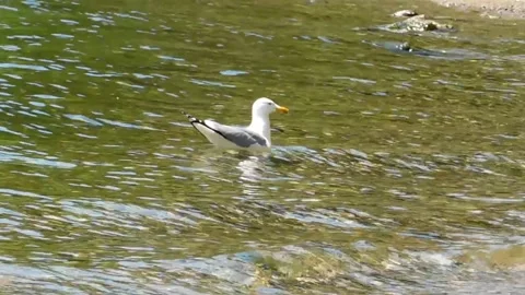 Seagull catches fish Stock Footage