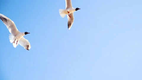 Seagull catches a piece of bread Video stock 155932317
