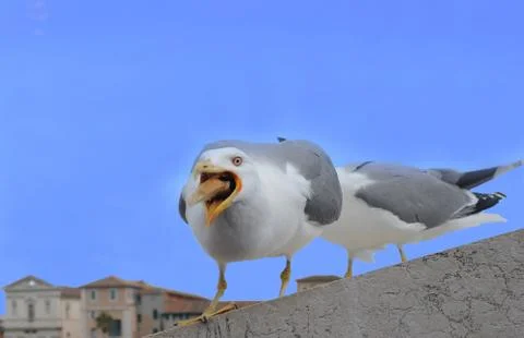 Seagull catches a piece of bread Stock Photos