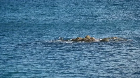 Seagull catching fish Stock Footage 83520179