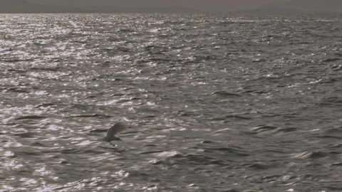Seagull Catching Fish in Gray Ocean in Slow Motion Stock Footage 252097860