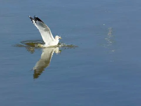 Seagull catching a fish Stock Photos