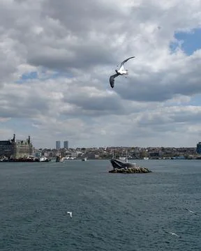 Seagull Catching Midair Simit Bread on Bosphorus Stock Photos
