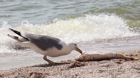 Seagull caught a big fish Stock Footage 134164345