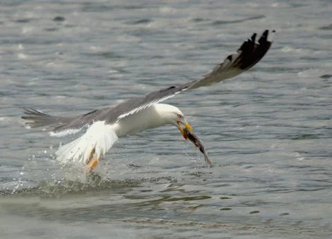 A seagull caught a fish on the fly Stock Photos