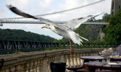 Seagull caught in flight. Stock Photos