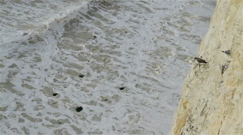 A seagull on a chalk cliff Stock Footage 32599580
