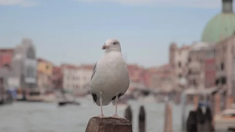 Seagull Channel Stock Footage 94238012