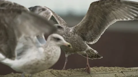 Seagull charging another gull by jumping, extending and flapping wings - Stock Footage 172978919