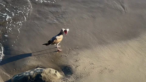 Seagull Chases  Trash Stockbeeldmateriaal 237196366