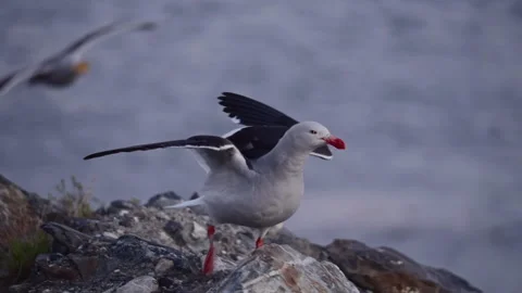 Seagull Chasing Another Bird on Rocks Stock-Footage 331426994