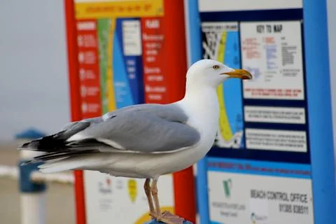 Seagull checking what's on in town. Stock Photos