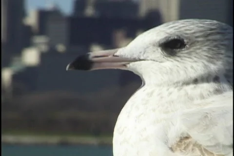 Seagull in Chicago 1 Stock Footage 298301