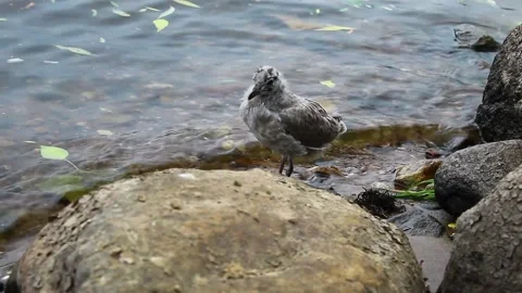 Seagull chick Stock Footage 134068896