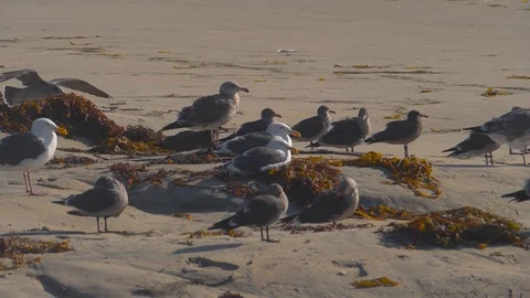 Seagull chick landing in strong winds near flock at a beach 180fps Stock Footage 124257371